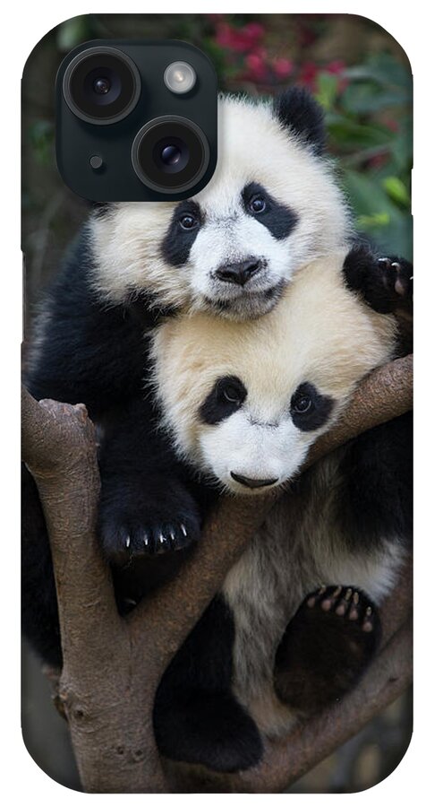 Suzi Eszterhas iPhone Case featuring the photograph Giant Panda Cubs In Tree #1 by Suzi Eszterhas