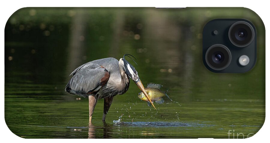 Great Blue Heron iPhone Case featuring the photograph Great blue heron fishing #1 by Sam Rino