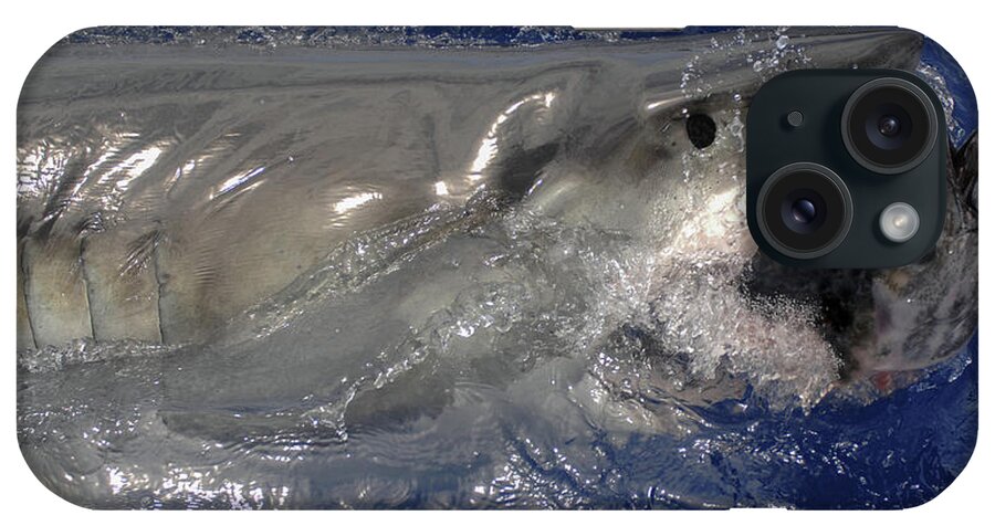 Great White Shark iPhone Case featuring the photograph Great White Shark #1 by David Shuler