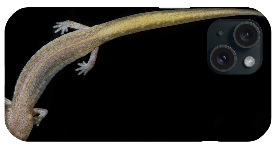 Amphibian iPhone Case featuring the photograph Grotto Salamander, Eurycea Spelaea #1 by Dante Fenolio