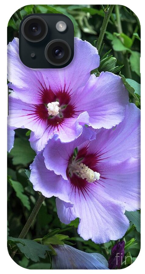 Hibiscus Syriacus iPhone Case featuring the photograph Hibiscus Syriacus 'rosalbanne' #1 by Brian Gadsby/science Photo Library