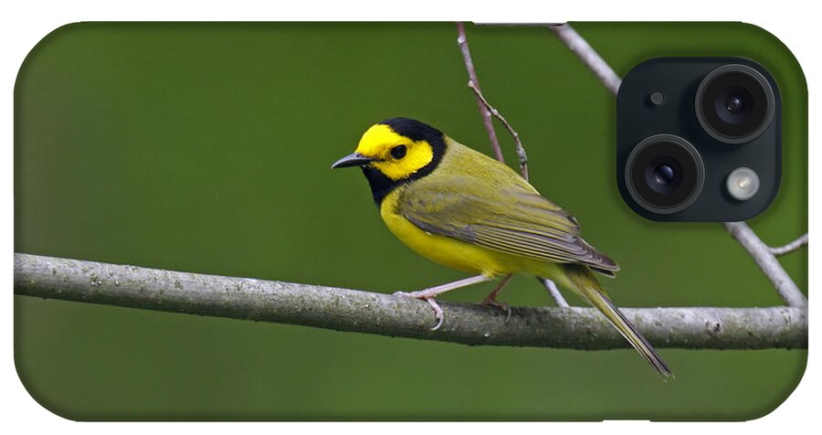 American Bird iPhone Case featuring the photograph Hooded Warbler #1 by James Zipp