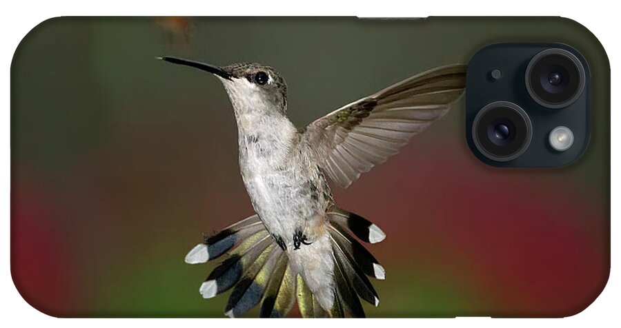 Animal Themes iPhone Case featuring the photograph Hummingbird And Honey Bee #1 by Dansphotoart On Flickr