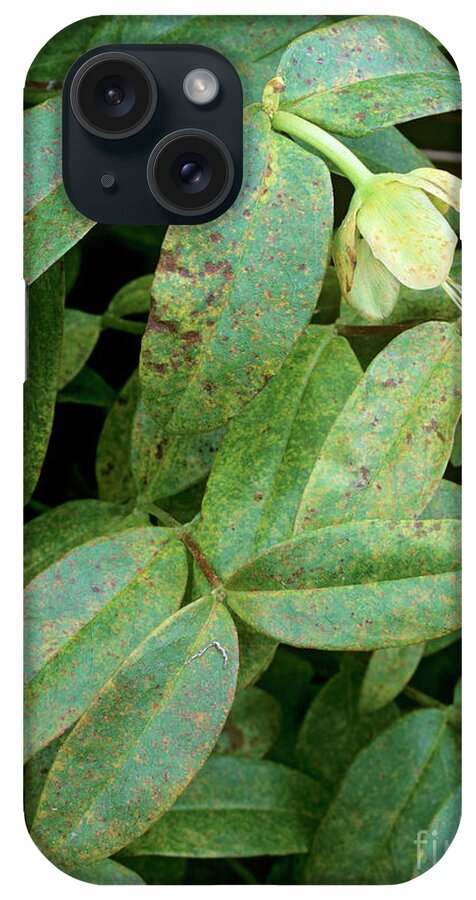 Hypericum Rust iPhone Case featuring the photograph Hypericum Rust #1 by Geoff Kidd/science Photo Library