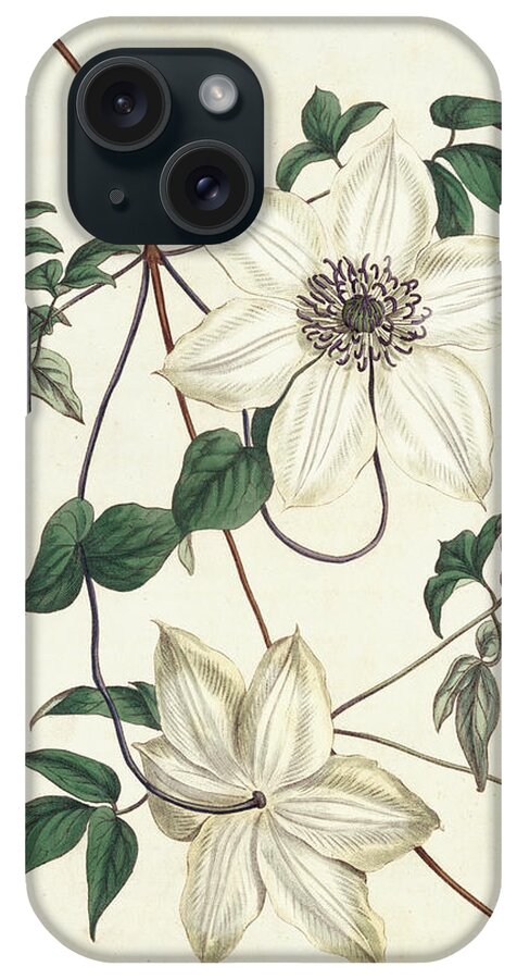 Botanical & Floral iPhone Case featuring the painting Ivory Garden II #1 by Curtis