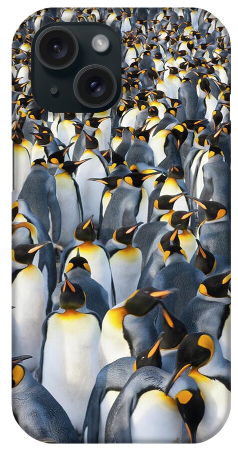 Vertebrate iPhone Case featuring the photograph King Penguins, Aptenodytes Patagonicus #1 by Mint Images - Art Wolfe