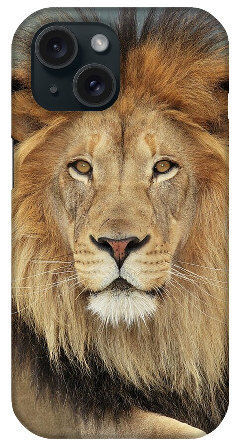 Big Cat iPhone Case featuring the photograph Lion #1 by S. Greg Panosian