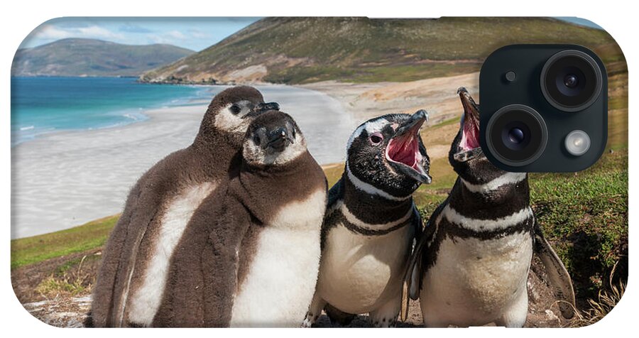 Animal In Habitat iPhone Case featuring the photograph Magellanic Penguin Family Calling #1 by Tui De Roy
