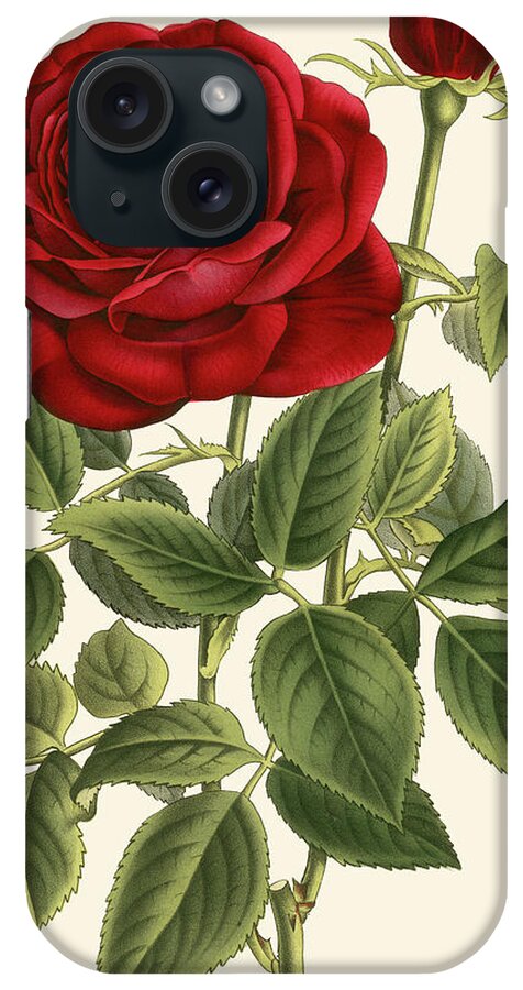 Red iPhone Case featuring the painting Magnificent Rose Iv #1 by Vanhoutte