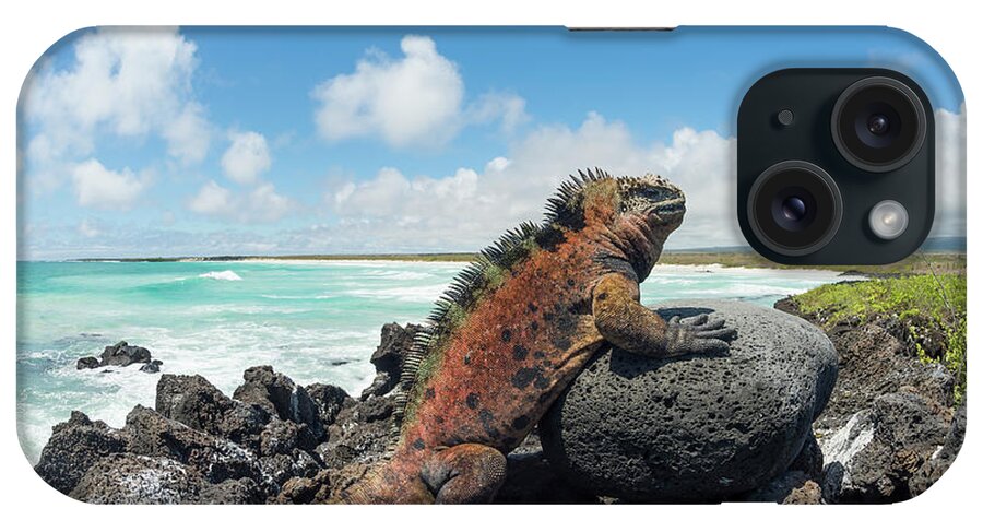 Animals iPhone Case featuring the photograph Marine Iguana Basking, Tortuga Bay #1 by Tui De Roy