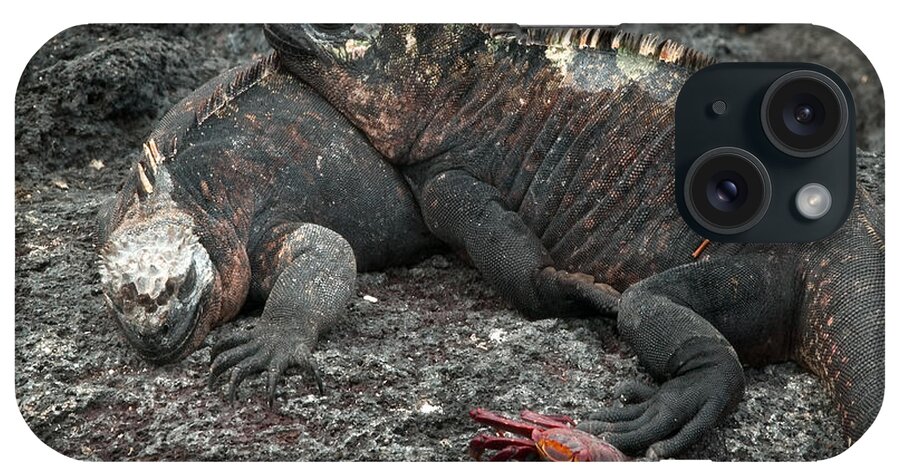 Amblyrhynchus iPhone Case featuring the photograph Marine Iguanas #1 by Michael Lustbader