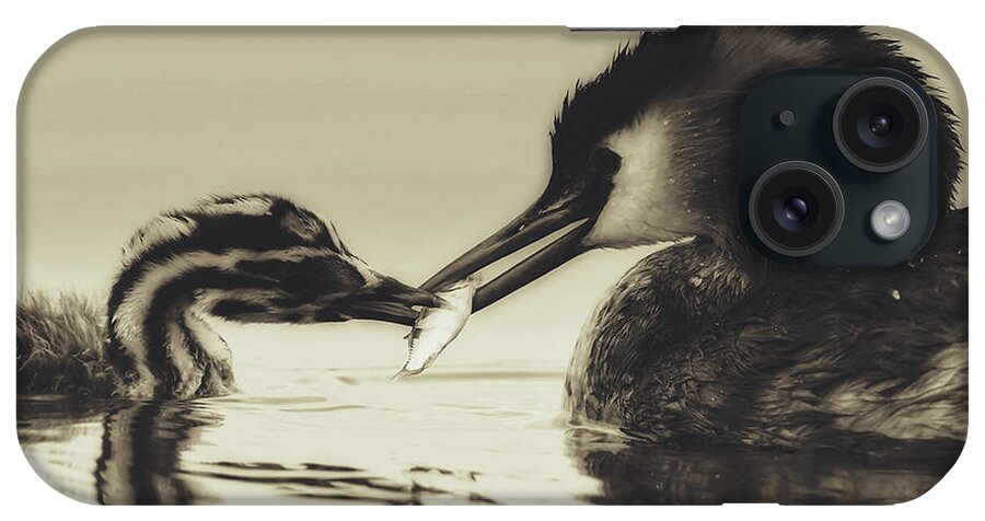 Grebe iPhone Case featuring the photograph Meal From Mother #1 by Mountain Dreams