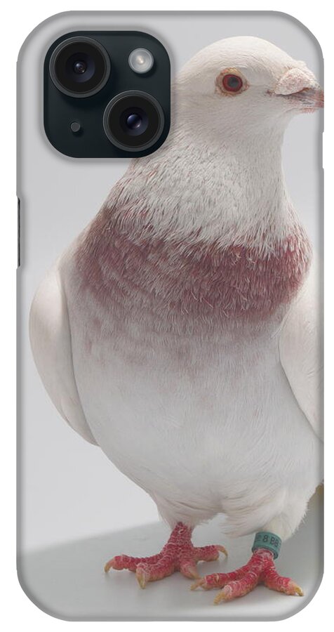 Bird iPhone Case featuring the photograph Red Bar Exhibition Homer #1 by Nathan Abbott