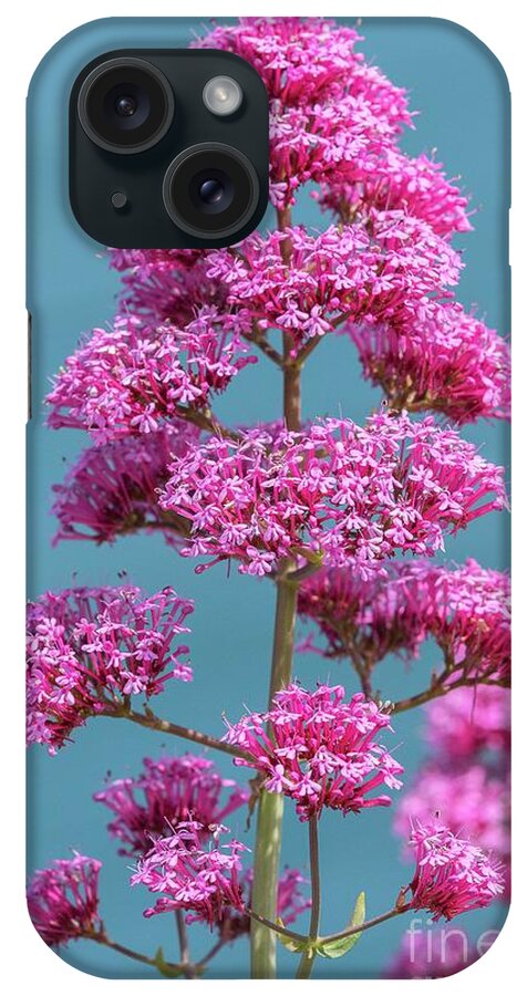 Flower iPhone Case featuring the photograph Red Valerian (centranthus Ruber) #1 by Bob Gibbons/science Photo Library