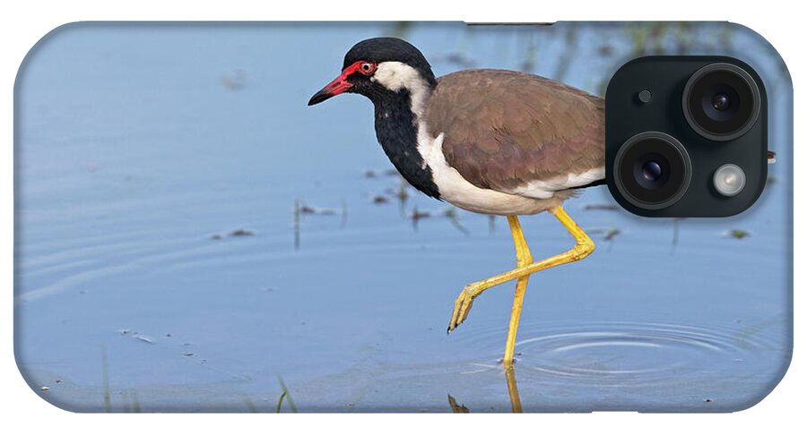 Animal iPhone Case featuring the photograph Red-wattled Lapwing At Waters Edge, Sri #1 by Robin Chittenden / Naturepl.com
