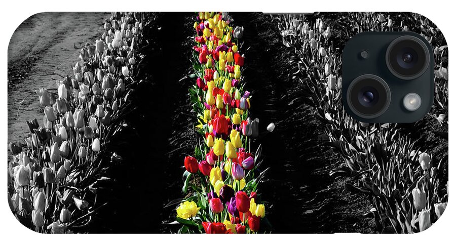 Tulips iPhone Case featuring the photograph Rows of Tulips #2 by Bonnie Bruno