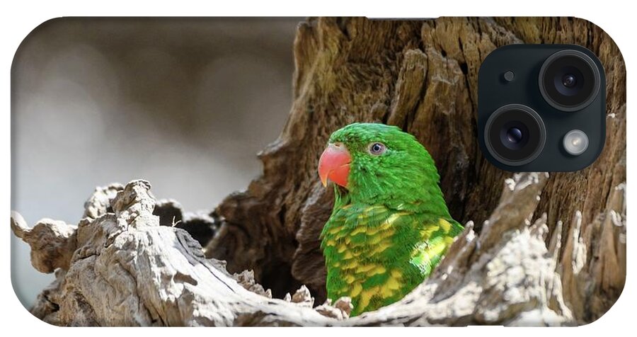 Brisbane iPhone Case featuring the photograph Scaly-breasted Lorikeet #1 by Dr P. Marazzi/science Photo Library