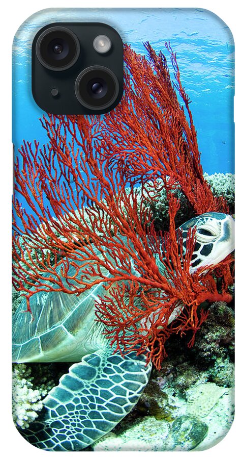 Underwater iPhone Case featuring the photograph Sea Turtle Resting Underwater #1 by Yusuke Okada/a.collectionrf