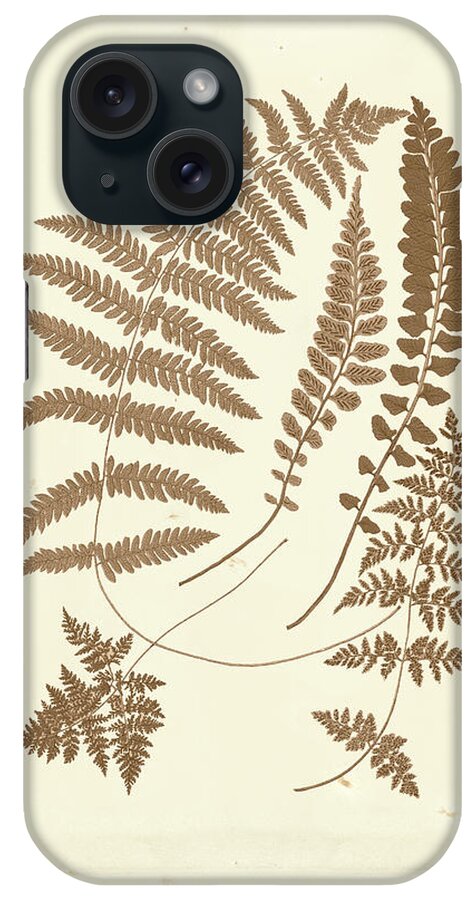 Botanical & Floral iPhone Case featuring the painting Sepia Ferns II #1 by Vision Studio
