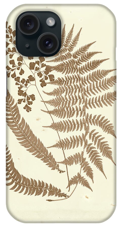Botanical & Floral iPhone Case featuring the painting Sepia Ferns IIi #1 by Vision Studio