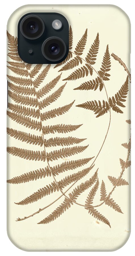 Botanical & Floral iPhone Case featuring the painting Sepia Ferns V #1 by Vision Studio