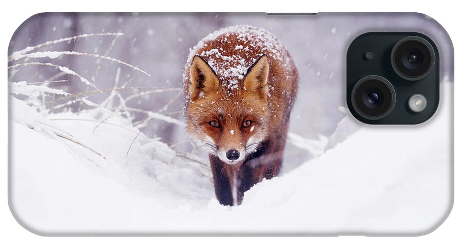 Fox iPhone Case featuring the photograph Snow Fox Series - The Fox on the Hill #2 by Roeselien Raimond