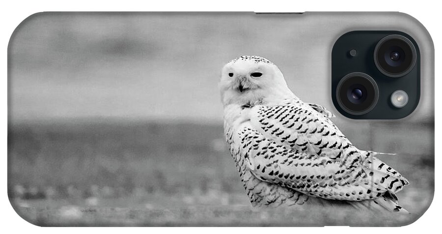 Owl iPhone Case featuring the photograph Snowy Owl 5872 #1 by Cathy Kovarik