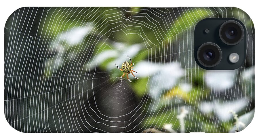 Animal iPhone Case featuring the photograph Spider at work #1 by Paul Ross