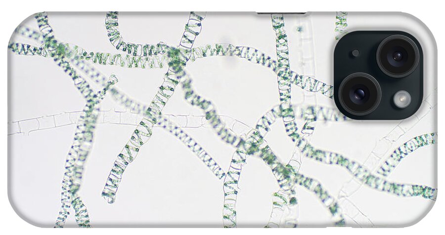 Aquatic iPhone Case featuring the photograph Spirogyra Algae #1 by Choksawatdikorn / Science Photo Library