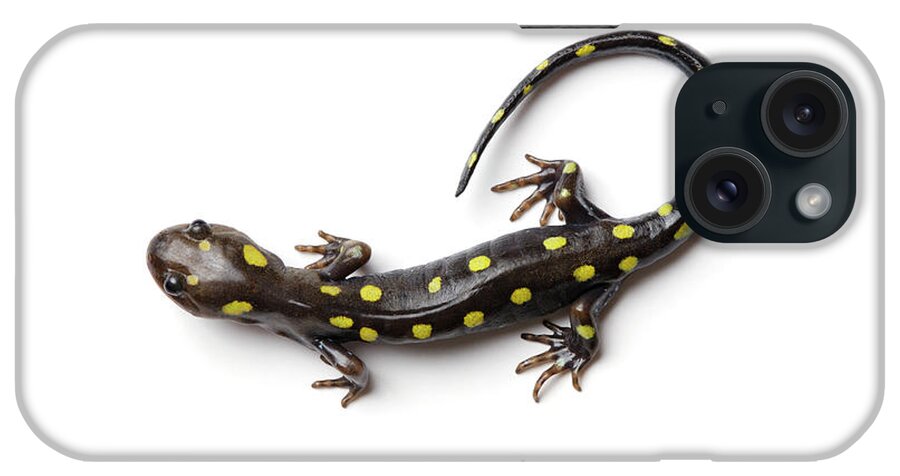 White Background iPhone Case featuring the photograph Spotted Salamander #1 by Martin Shields