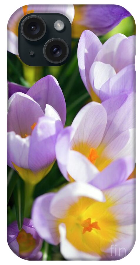 Spring Crocus iPhone Case featuring the photograph Spring Crocus (crocus Vernus) #1 by Dr Keith Wheeler/science Photo Library