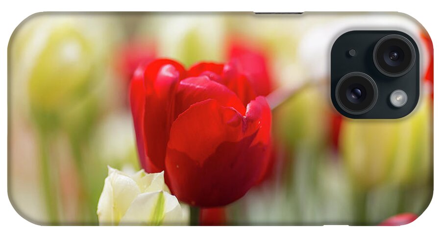 Tulips iPhone Case featuring the photograph Springtime #1 by Eva Lechner