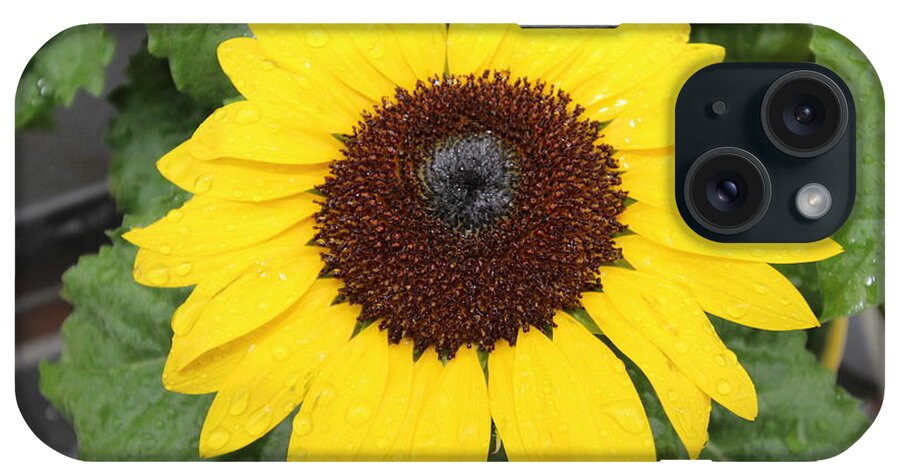 Sun Flower With Rain Dew Drops iPhone Case featuring the photograph Sun Flower With Rain Dew Drops by Barbra Telfer