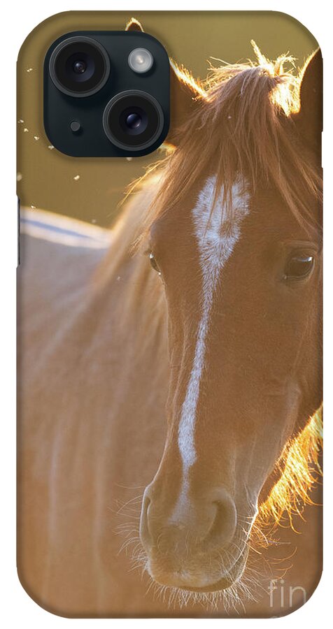 Salt River Wild Horse iPhone Case featuring the photograph Sunrise #2 by Shannon Hastings
