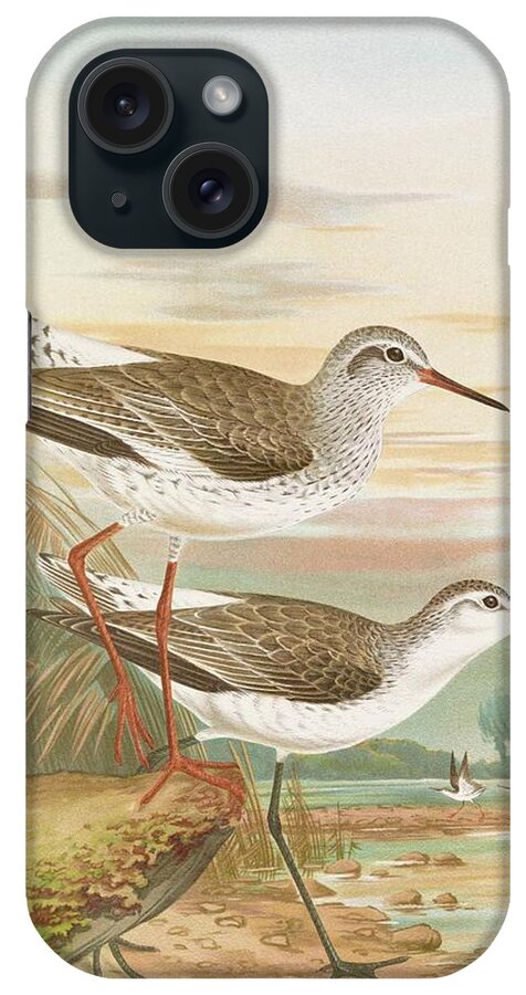 Birds iPhone Case featuring the painting Totanus Totanus, Totanus Stagnatilis Bechst by Johann Friedrich Naumann