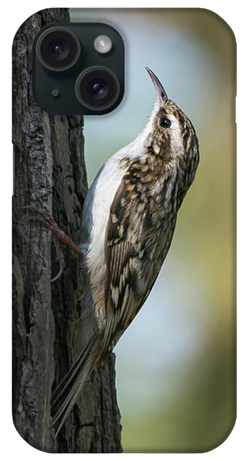 Photography iPhone Case featuring the photograph Treecreeper #2 by Wendy Cooper