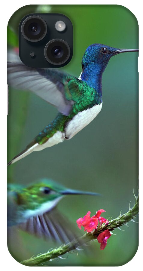 00557681 iPhone Case featuring the photograph White-necked Jacobin And Golden-tailed Sapphire, Trinidad #1 by Tim Fitzharris