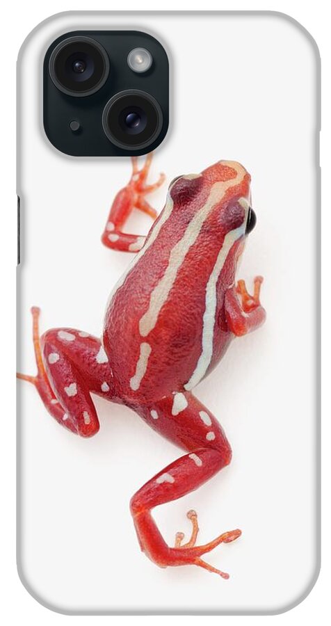 Risk iPhone Case featuring the photograph White-striped Poison Dart Frog #1 by Design Pics / Corey Hochachka
