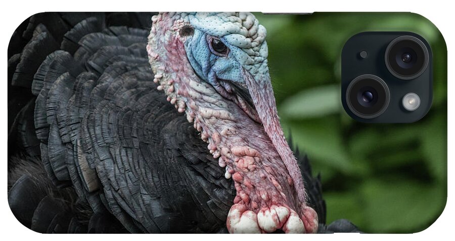 Wild Turkey iPhone Case featuring the photograph Wild Turkey Portrait #1 by Eva Lechner