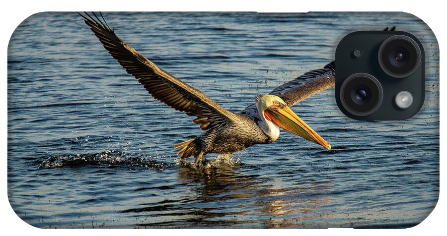 California Brown Pelicans iPhone Case featuring the photograph California Brown Pelican #2 by Donald Pash