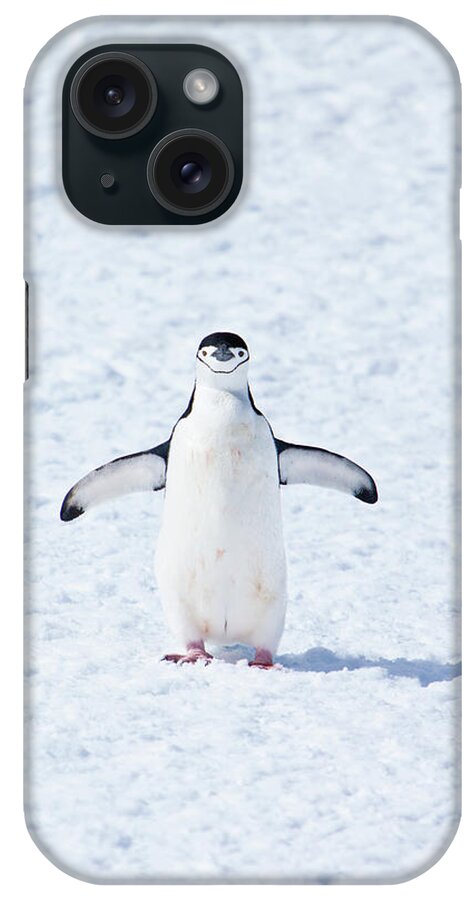 Shadow iPhone Case featuring the photograph Chinstrap Penguin #2 by Kelly Cheng Travel Photography