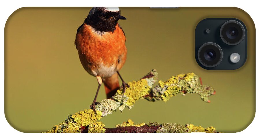 Common Redstart iPhone Case featuring the photograph Common Redstart Male With The Last Lights Of Day #2 by Cavan Images