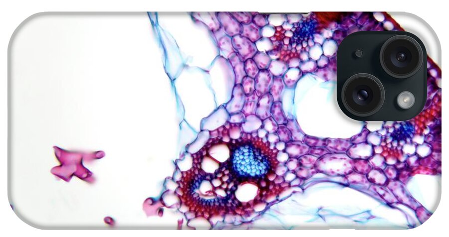 Plant iPhone Case featuring the photograph Common Rush Stem #2 by Dr Keith Wheeler/science Photo Library