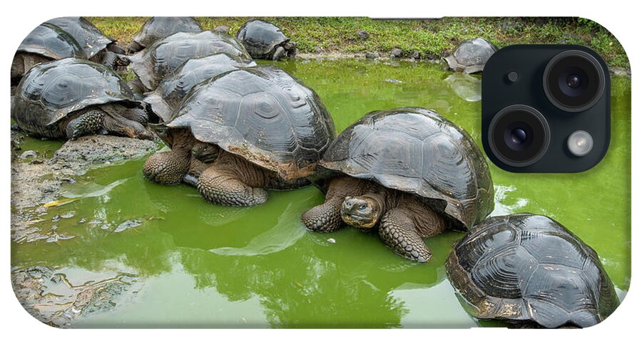 Animal iPhone Case featuring the photograph Creep Of Indefatigable Island Tortoises #2 by Tui De Roy