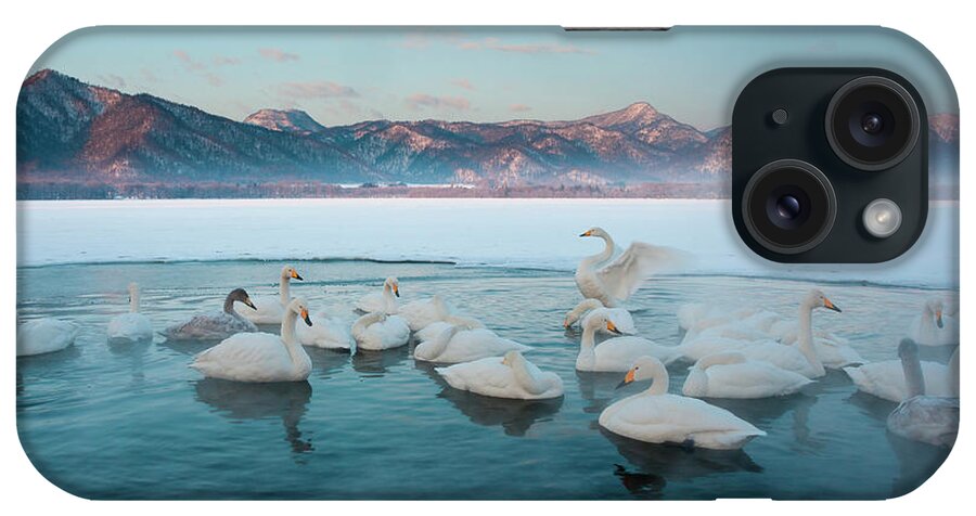 Hokkaido iPhone Case featuring the photograph Cygnus Cygnus, Whooper Swans, On A #2 by Mint Images/ Art Wolfe