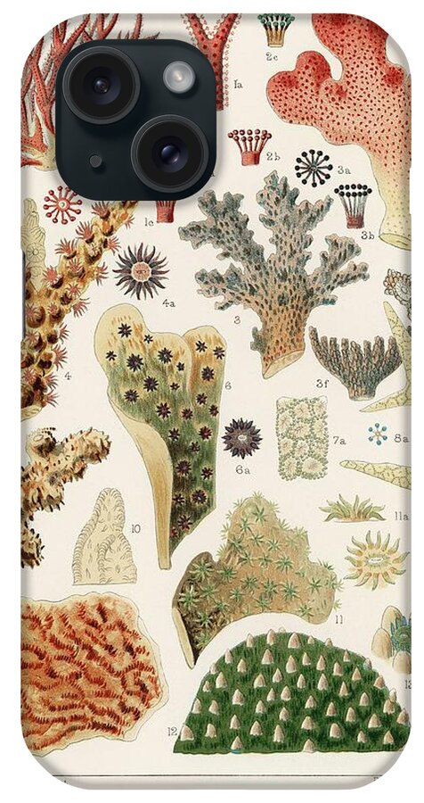 Reef iPhone Case featuring the painting Great Barrier Reef Corals from The Great Barrier Reef of Australia 1893 by William Saville-Kent 1 #2 by Celestial Images