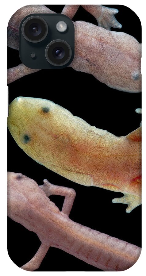 Amphibian iPhone Case featuring the photograph Grotto Salamander, Eurycea Spelaea #2 by Dante Fenolio