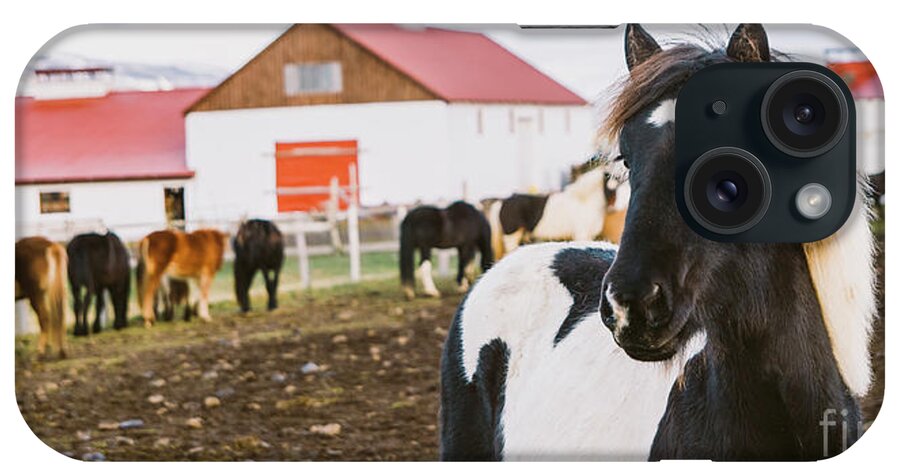 Agriculture iPhone Case featuring the photograph Herd of precious Icelandic horses gathered in a farm. #2 by Joaquin Corbalan
