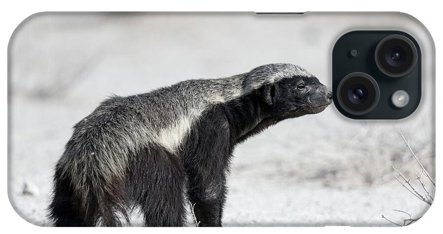 Africa iPhone Case featuring the photograph Honey Badger #2 by Tony Camacho/science Photo Library