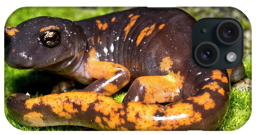 Amphibian Fauna iPhone Case featuring the photograph Intergrade Ensatina Salamander #2 by Dante Fenolio